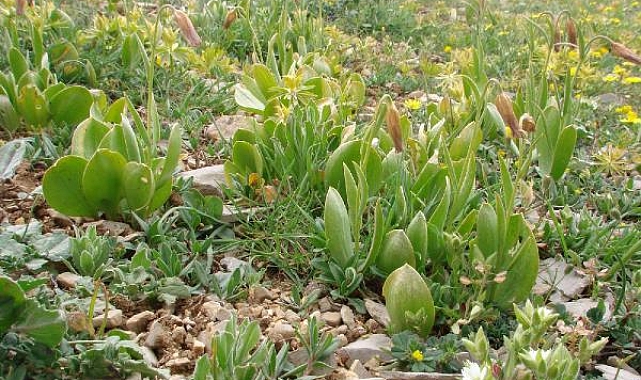 Mersin'de keşfettiği bitkiye ismi verildi: Fritillaria Nevzatcaglari