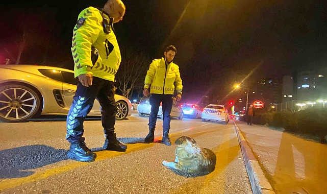 Polisin içleri ısıtan sokak köpeği nöbeti