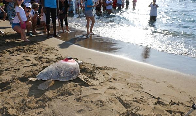 Sinyali kesilen caretta 'Tuba', yazın Dalyan'a bekleniyor