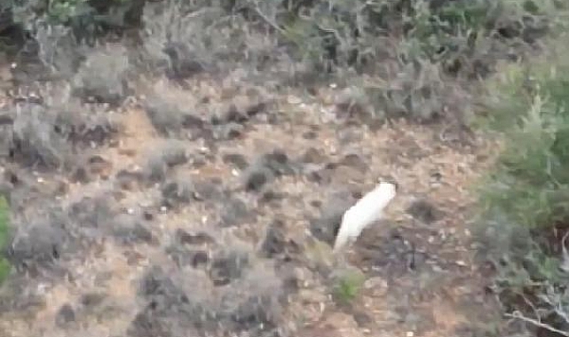 Türkiye'de ilk kez 'Albino çakal' görüldü