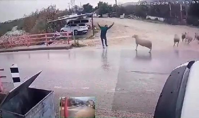Yolda yürürken koçun saldırısına uğradı