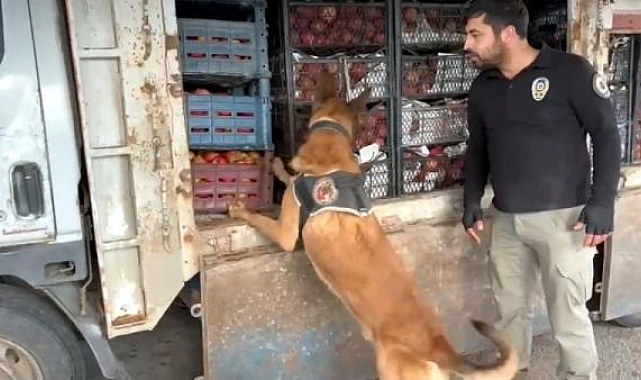 48 ilde 242 uyuşturucu satıcısı yakalandı