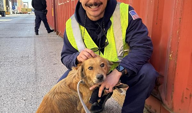 ABD'de sahil güvenlik müfettişleri konteyner içinde köpek buldu