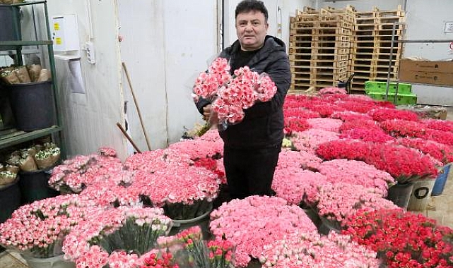 Avrupa'ya 7 milyon dolarlık 'Sevgililer Günü' karanfili