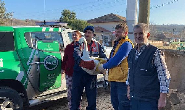 Bahçede bitkin bulunan kuğu, tedaviye alındı