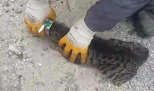 Başı konserve kutusuna sıkışan kedi kurtarıldı