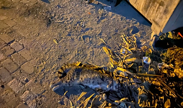 Bodrum'da 4 köpek ve 3 kedi zehirlenerek öldürüldü