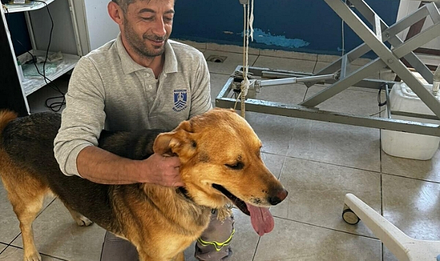 Bodrum'da, zehirlenen köpeklerden 5'i kurtarıldı