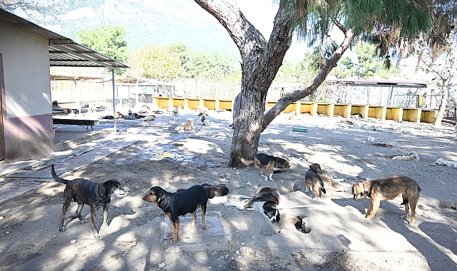 Kemer’de ocak ayında 229 hayvan kısırlaştırıldı