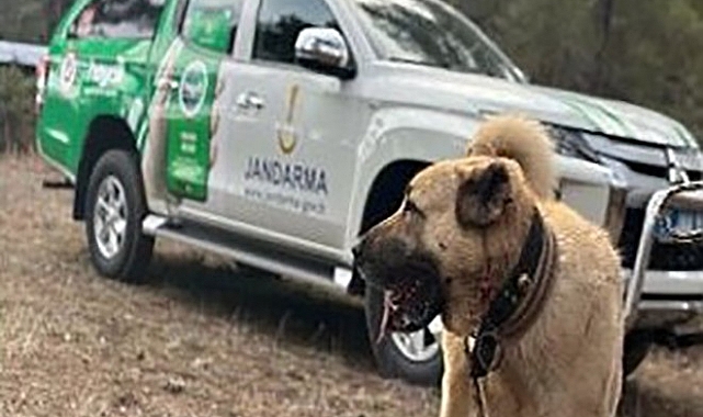 Köpek dövüşü yaptıranlara 142 bin TL ceza