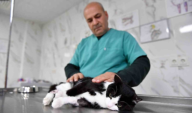 Mersin'de saplandığı demirden kurtarılan kedi sağlığına kavuştu