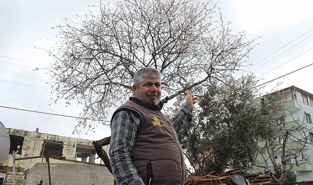Şubat ayında çiçek açan badem ağacı vatandaşları şaşırttı