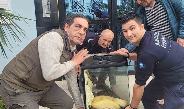 Antalya'da ikinci piton vakası, bu kez apartmanın içerisinden çıktı