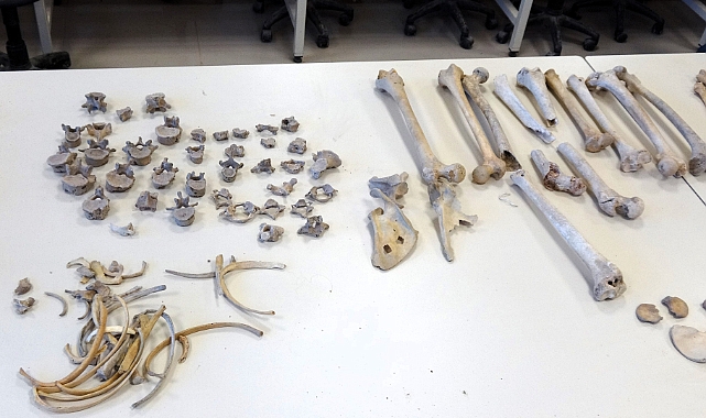 Beyağaç’ta Türkiye tek örnek olan fil dişi fosili bulundu