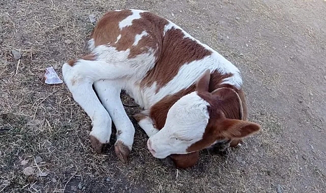 Buzağı ölümleri emeği alıp götürüyor