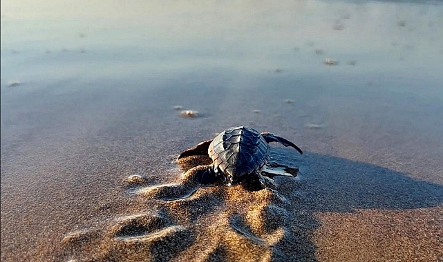 Çeyrek asırlık caretta mücadelesinde yavru sayısı 1,5 milyona ulaştı
