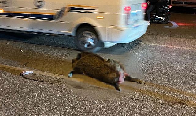 Domuza çarpmamak ani fren yapan kamyona çarpan motosikletteki 2 kişi yaralandı