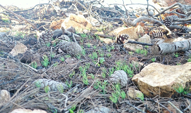 Halep çamı ormanı yeşeriyor, Akbelen de ağaçlandırılacak