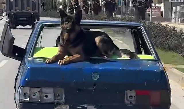 Hurda otomobiliyle, üzerinde köpekle kilometrelerce yol gitti