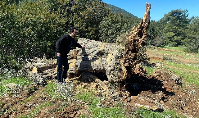 Kesilen 30 zeytin ağacı için 30 bin lira ceza