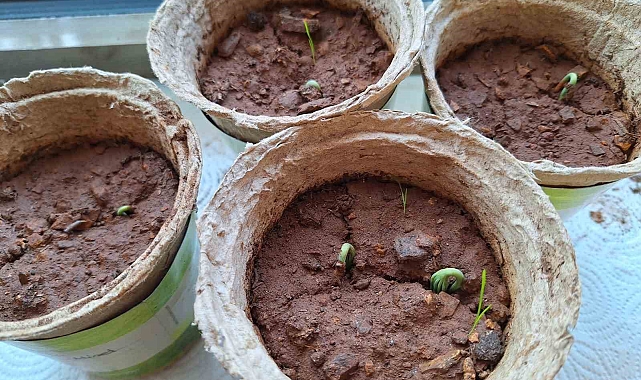 Öğrenciler yetişdikleri fidanları 21 Mart'ta toprakla buluşturacak