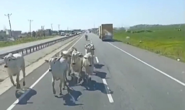 TIR devrildi; büyükbaşlar karayoluna çıktı