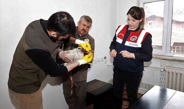 Yaralı leylek ekipler tarafından kurtarıldı