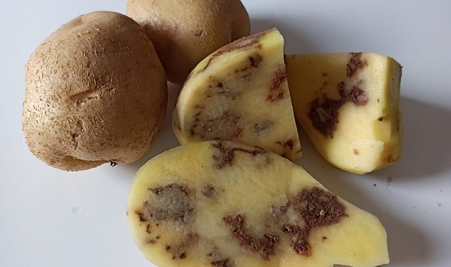 Zincir markette bozuk patates isyanı