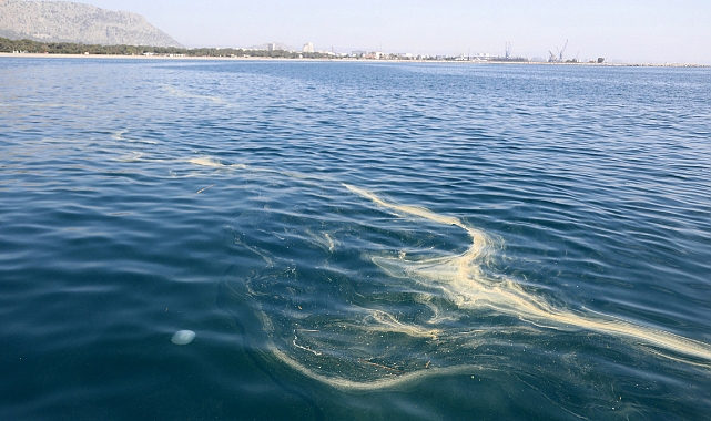 Antalya açıklarında denizanası ve sarı birikinti incelemesi