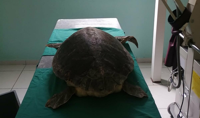 Antalya'da yaralı bulunan kaplumbağa tedavi altına alındı