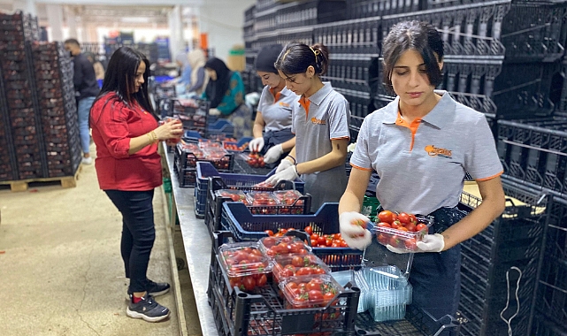 Antalya Hali'nin yükünü kadınlar çekiyor