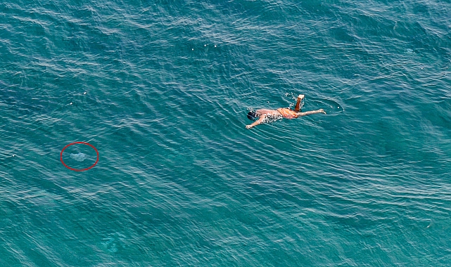 Antalya sahillerinde &#039;denizanası&#039; tedirginliği
