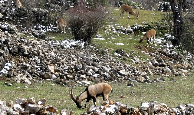 Avlanması, evcilleştirilmesi yasak olan yaban keçileri insanlarla iç içe yaşıyor