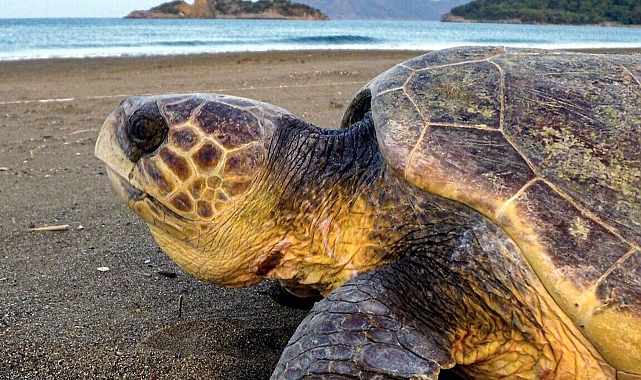 Bayramda tatilcilere caretta caretta uyarısı: Beslemeyin