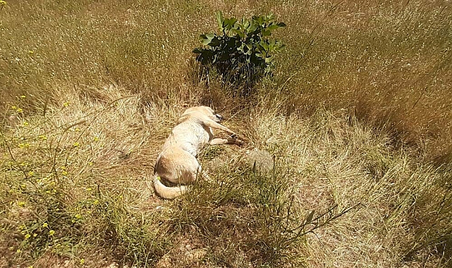 Bodrum'da zehirlenen 2 köpek ile 2 kedi öldü