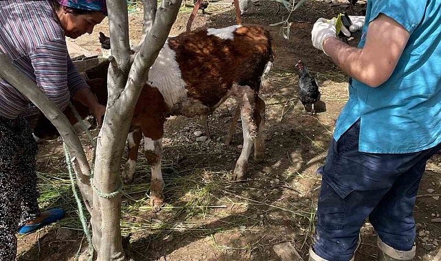 Büyükbaş hayvanlar kimlikleniyor