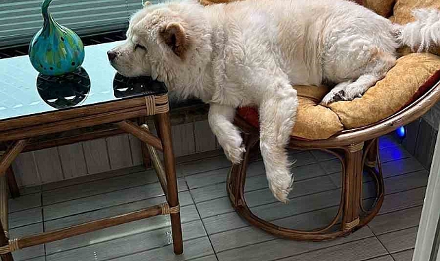 Çin Aslanı evdeki diğer köpekten sahibini kıskanarak bacağını parçaladı