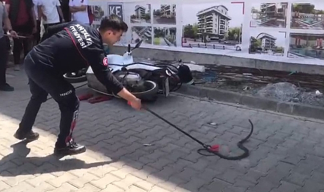 Gazipaşa’da yılan paniği