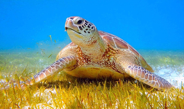 İztuzu'nda sezonun ilk caretta yuvası, 23 Nisan'da koruma altına alındı