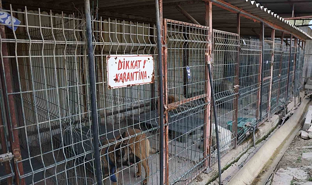 "Karantina kafeslerinde bakılan 12 köpeğin tedavi süreçleri devam ediyor"