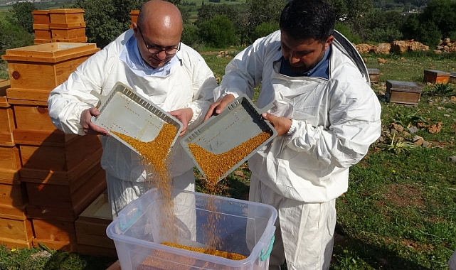 Kilosu bin TL: Sağlık açısında altın değerindeki polende hasat başladı