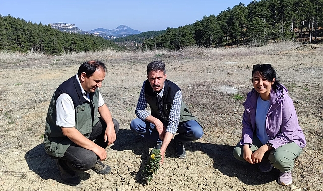 Kömür Ocağı Bal Ormanı, 'örnek bal ormanı' haline geldi