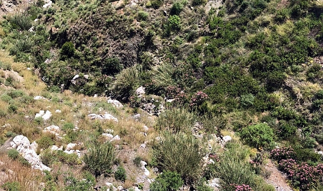 Köpeğiyle doğa yürüyüşüne çıkıp geri dönmedi