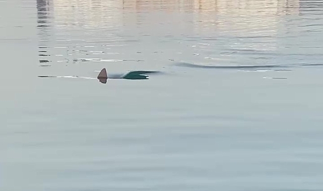 Köpek balığını görüntüleyen amatör balıkçının yaşadığı heyecan kameraya yansıdı