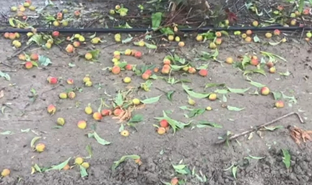 Mersin'de narenciyeye 'dolu' zararı
