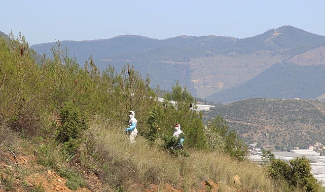 Mersin'de çamkese böceğine karşı biyolojik mücadeleye başlandı