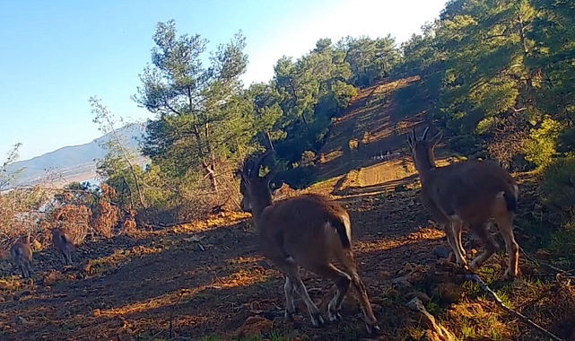 Muğla'da yaban hayatı çeşitliliği fotokapanlara yansıdı