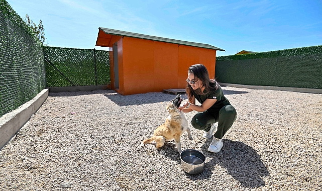 Sokak köpekleri için özel yaşam alanı