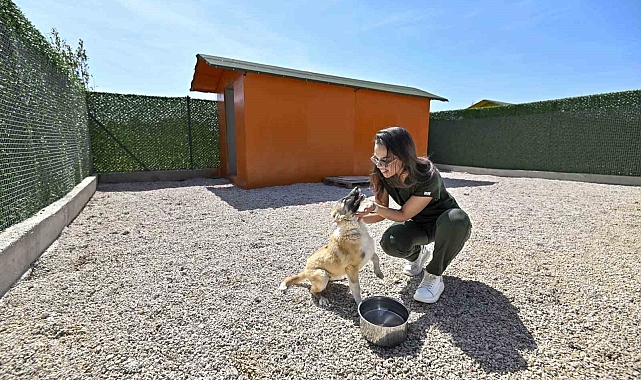 Sokak köpeklerinin özel yaşam alanı
