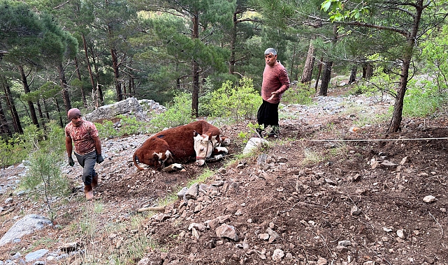 Uçuruma düşen dana, 10 saatte kurtarıldı